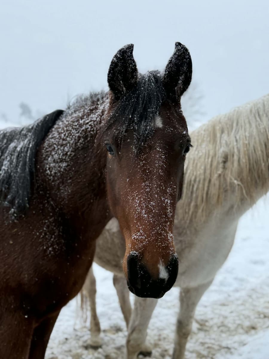 2026-03-13-Spánková deprivace u koní.jpeg